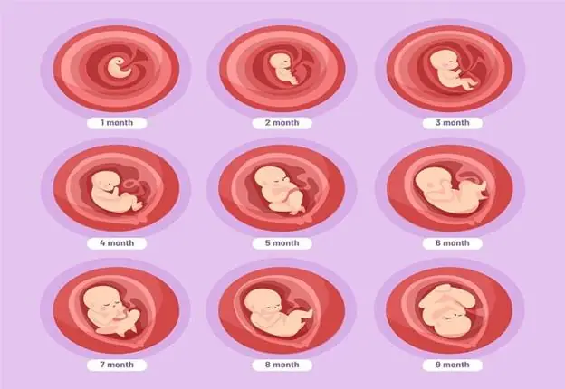 Hình Ảnh Bụng Bầu Qua Từng Tháng Thay Đổi Như Thế Nào?