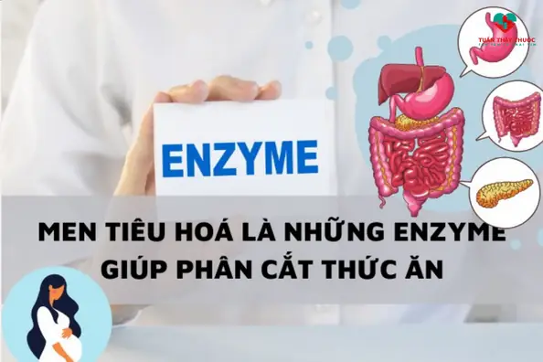 Thành Phần Trong Men Tiêu Hoá Cho Bà Bầu