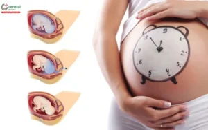 1quá Trình Chuyển Dạ Là Gì?