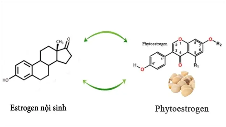 9không Tốt Cho Người Bị Suy Thận