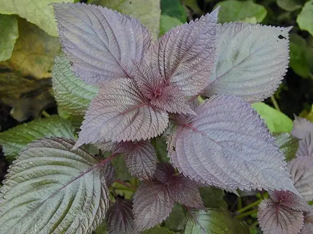 Chiết Xuất Lá Tía Tô Ngăn Ngừa Viêm Da Dị Ứng Chiết Xuất Lá Tía Tô Ngăn Ngừa Viêm Da Dị Ứng